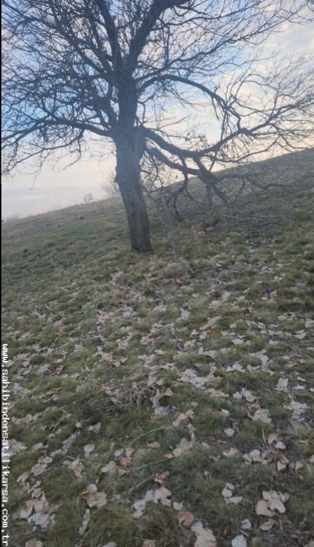 FIRSAT SARIKAYA İNEVİ'DE KÖYE VE ASFALTA ÇOK YAKIN 1176M2 TARLA