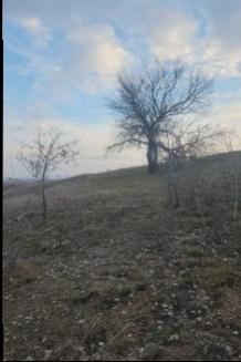 FIRSAT SARIKAYA İNEVİ'DE KÖYE VE ASFALTA ÇOK YAKIN 1176M2 TARLA