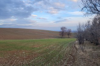 FIRSAT SARIKAYA İNEVİDE KADASTRAL YOLA ÇİFT CEPHELİ 3700M2 TARLA