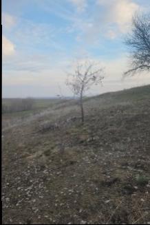 FIRSAT SARIKAYA İNEVİ'DE KÖYE VE ASFALTA ÇOK YAKIN 1176M2 TARLA