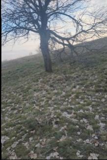 FIRSAT SARIKAYA İNEVİ'DE KÖYE VE ASFALTA ÇOK YAKIN 1176M2 TARLA