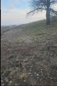 FIRSAT SARIKAYA İNEVİ'DE KÖYE VE ASFALTA ÇOK YAKIN 1176M2 TARLA